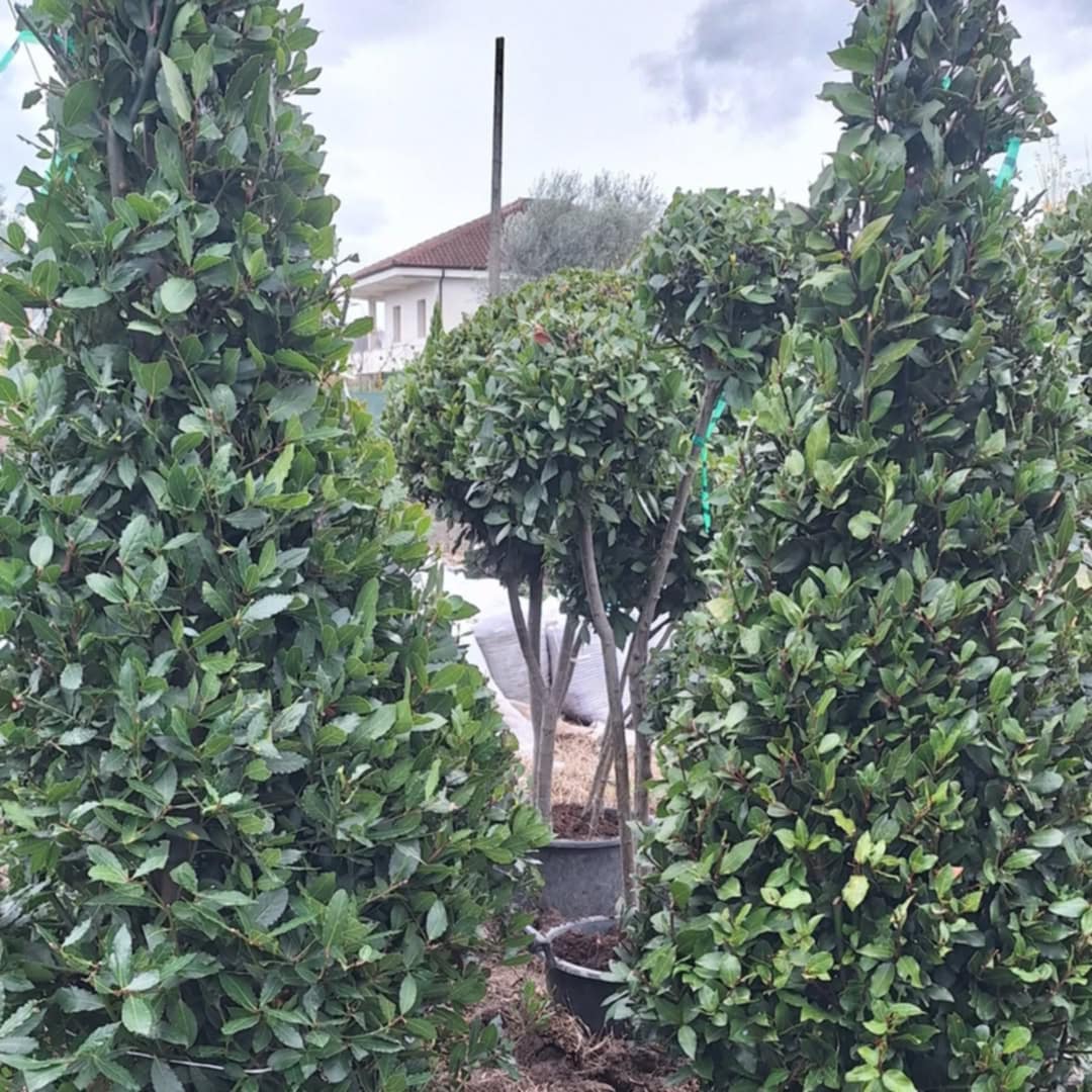 ______________________kOPSHTAR-PEME-NATYRALE-10