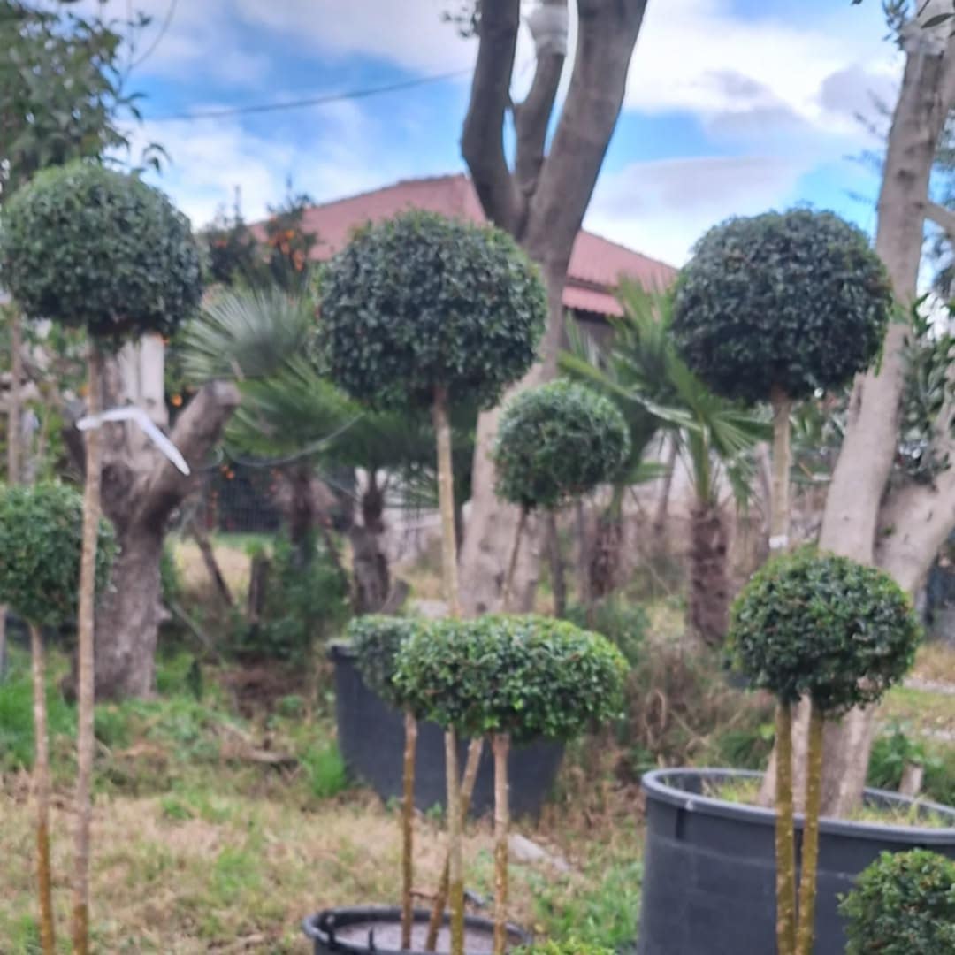 ______________________kOPSHTAR-PEME-NATYRALE-101