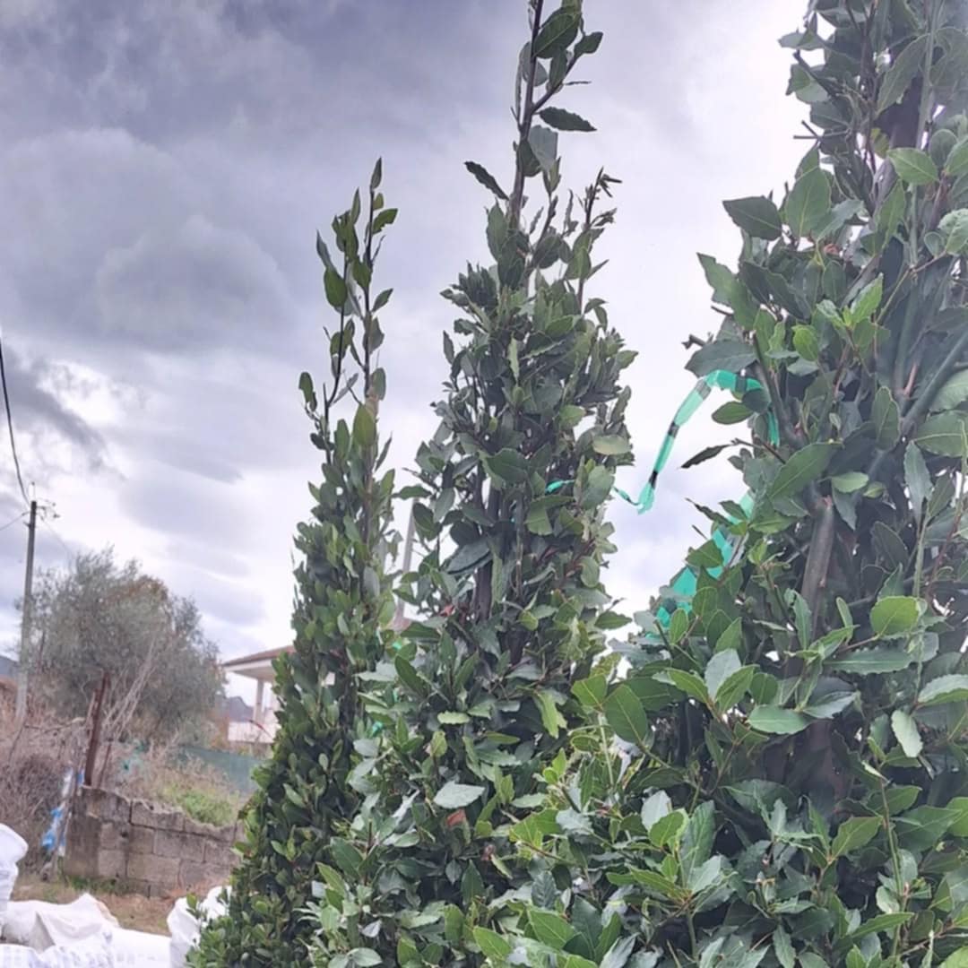 ______________________kOPSHTAR-PEME-NATYRALE-15