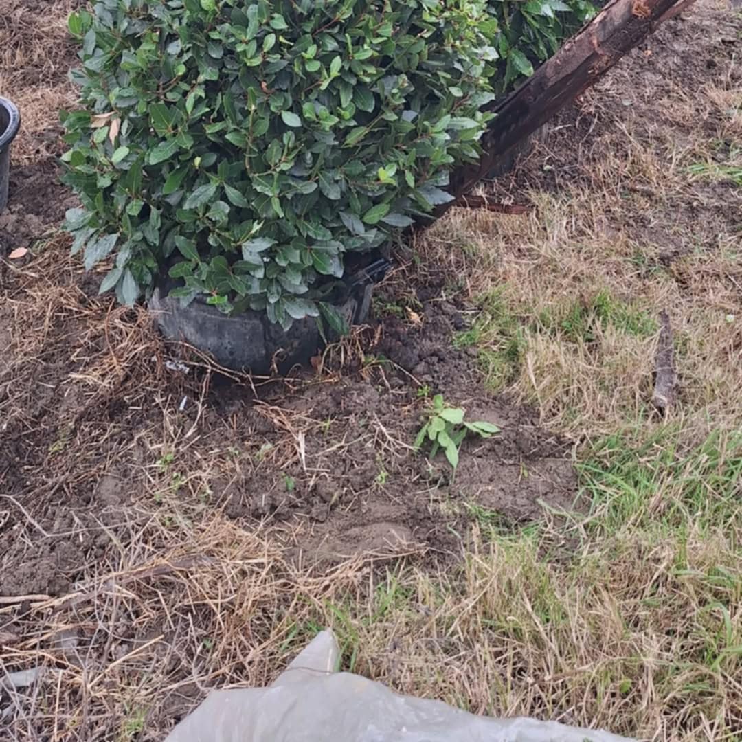 ______________________kOPSHTAR-PEME-NATYRALE-17