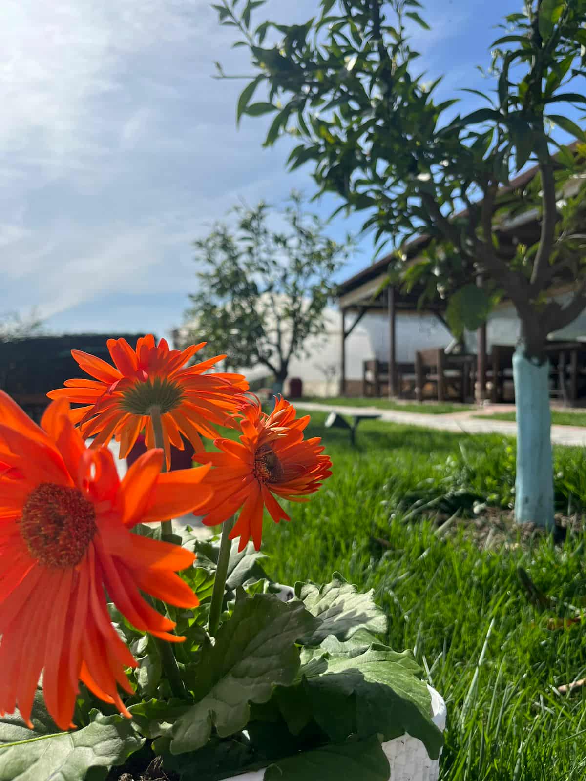 RESTORANT-FERMA-TIRANE-KOPSHTE-FEMIJE-1