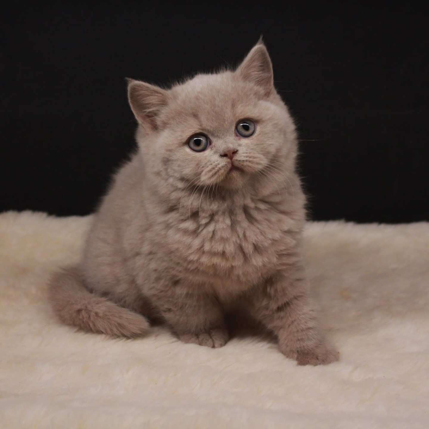 ____________________DYQAN-KAFSHESH-TIRANE-17