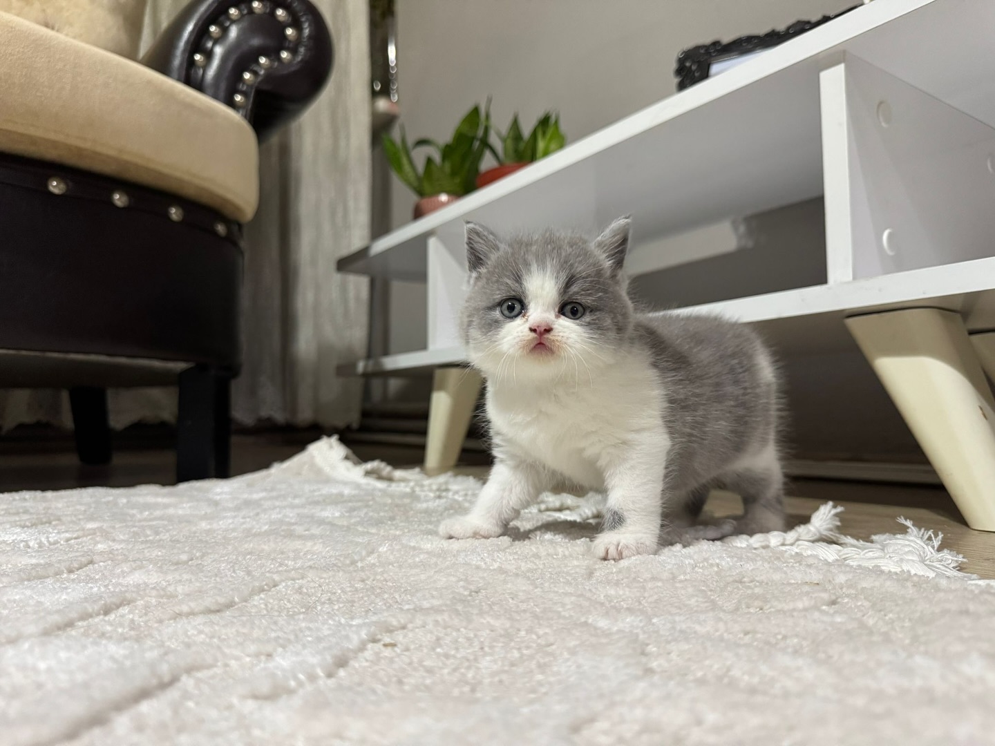 ____________________DYQAN-KAFSHESH-TIRANE-192