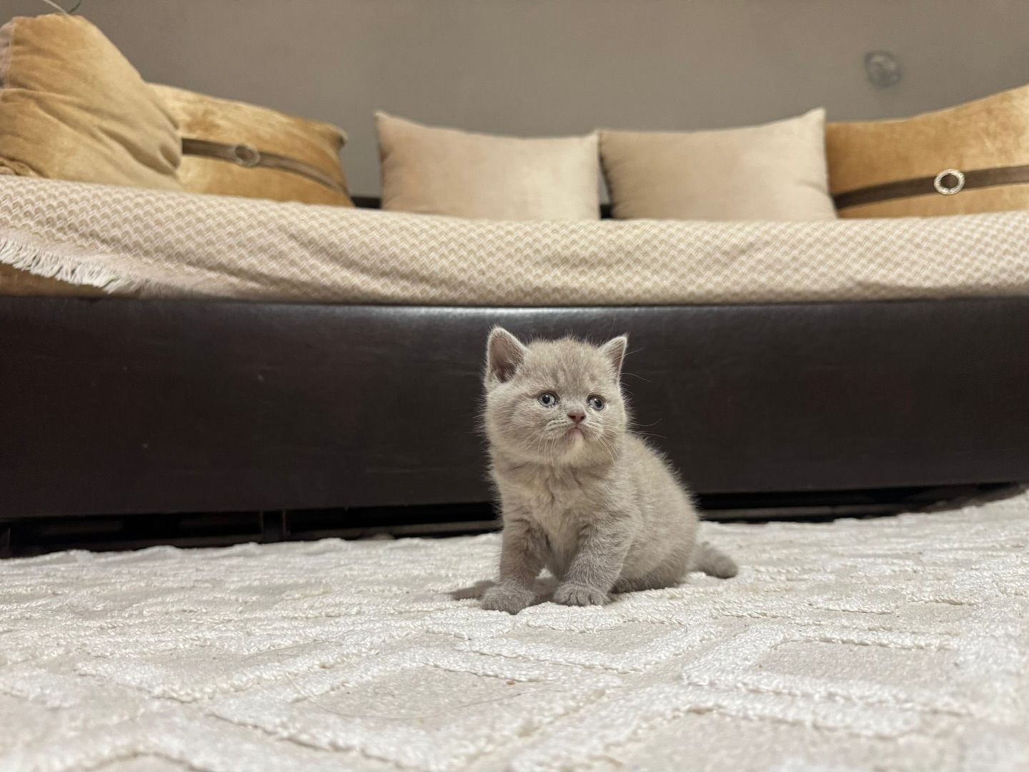 ____________________DYQAN-KAFSHESH-TIRANE-193