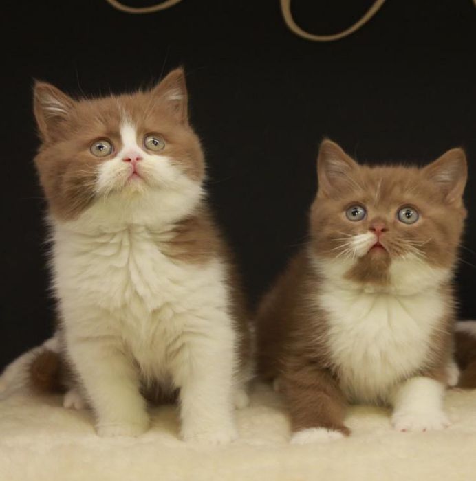 ____________________DYQAN-KAFSHESH-TIRANE-194