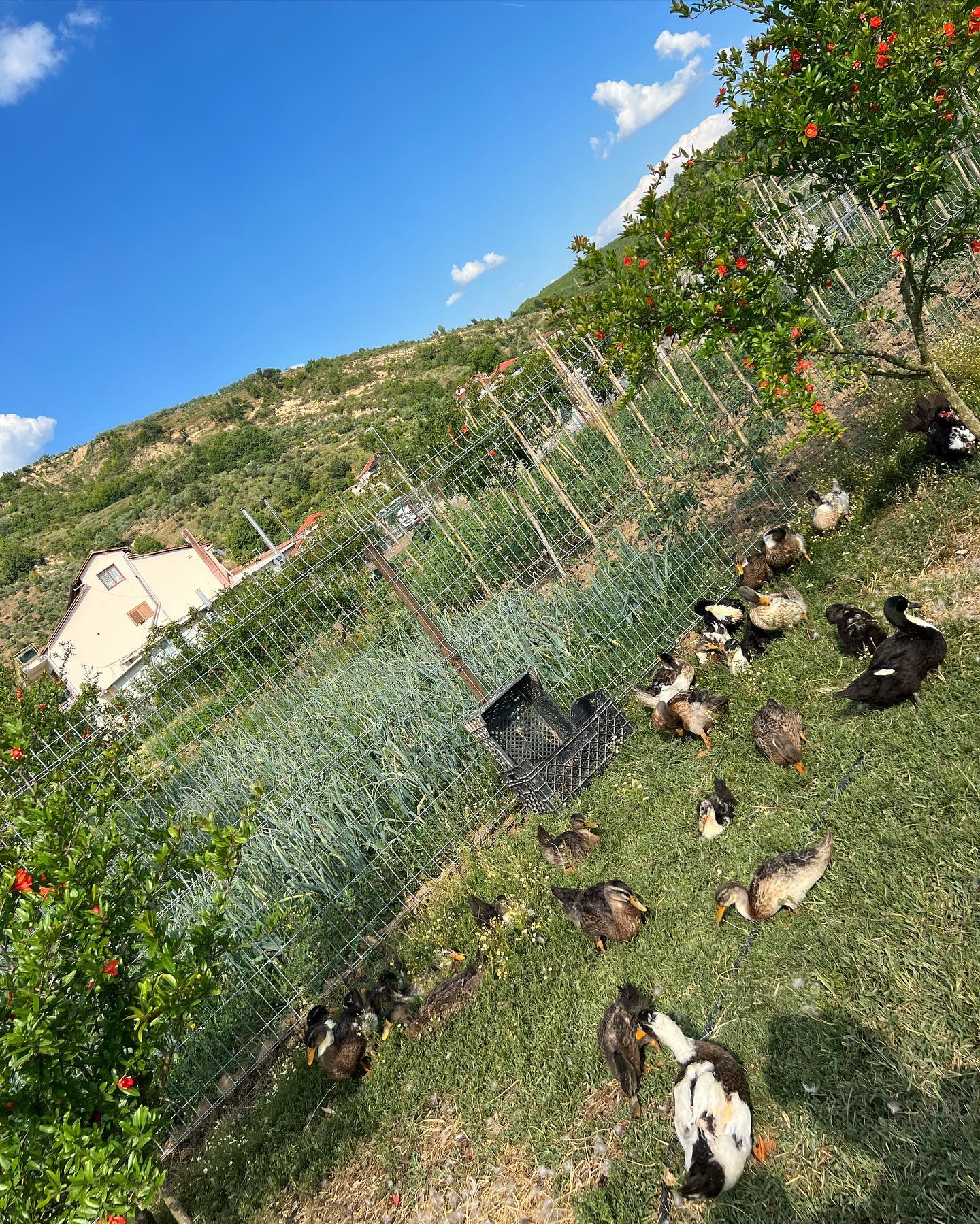 ____restorant-periferi-baldushk-tirane-17