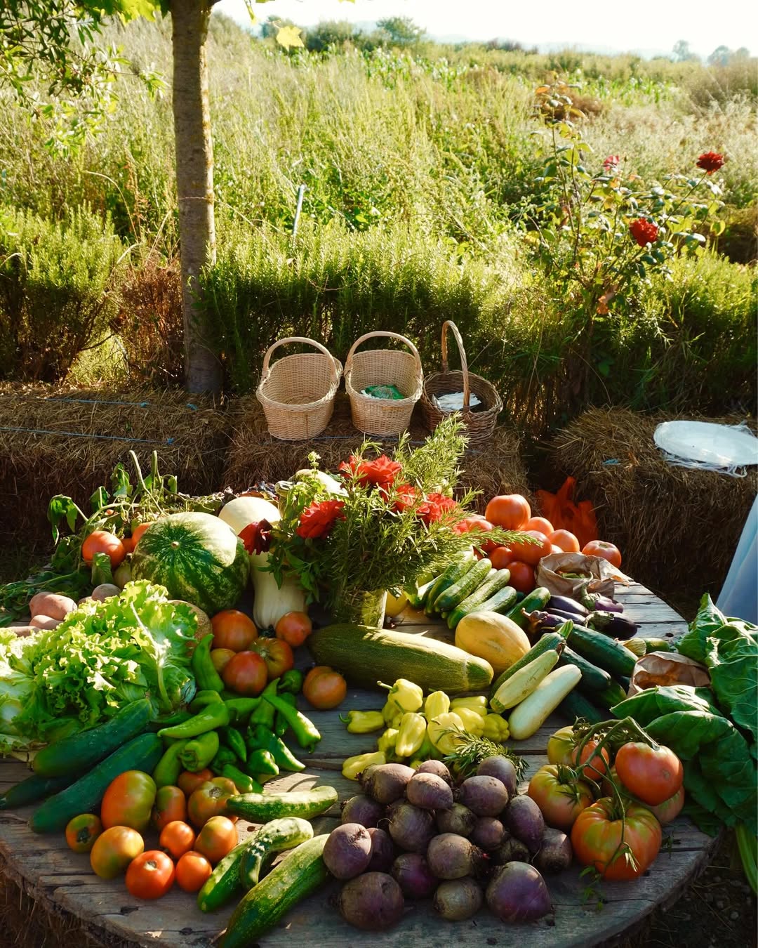 kamping-hotel-restorant-gramsh-144