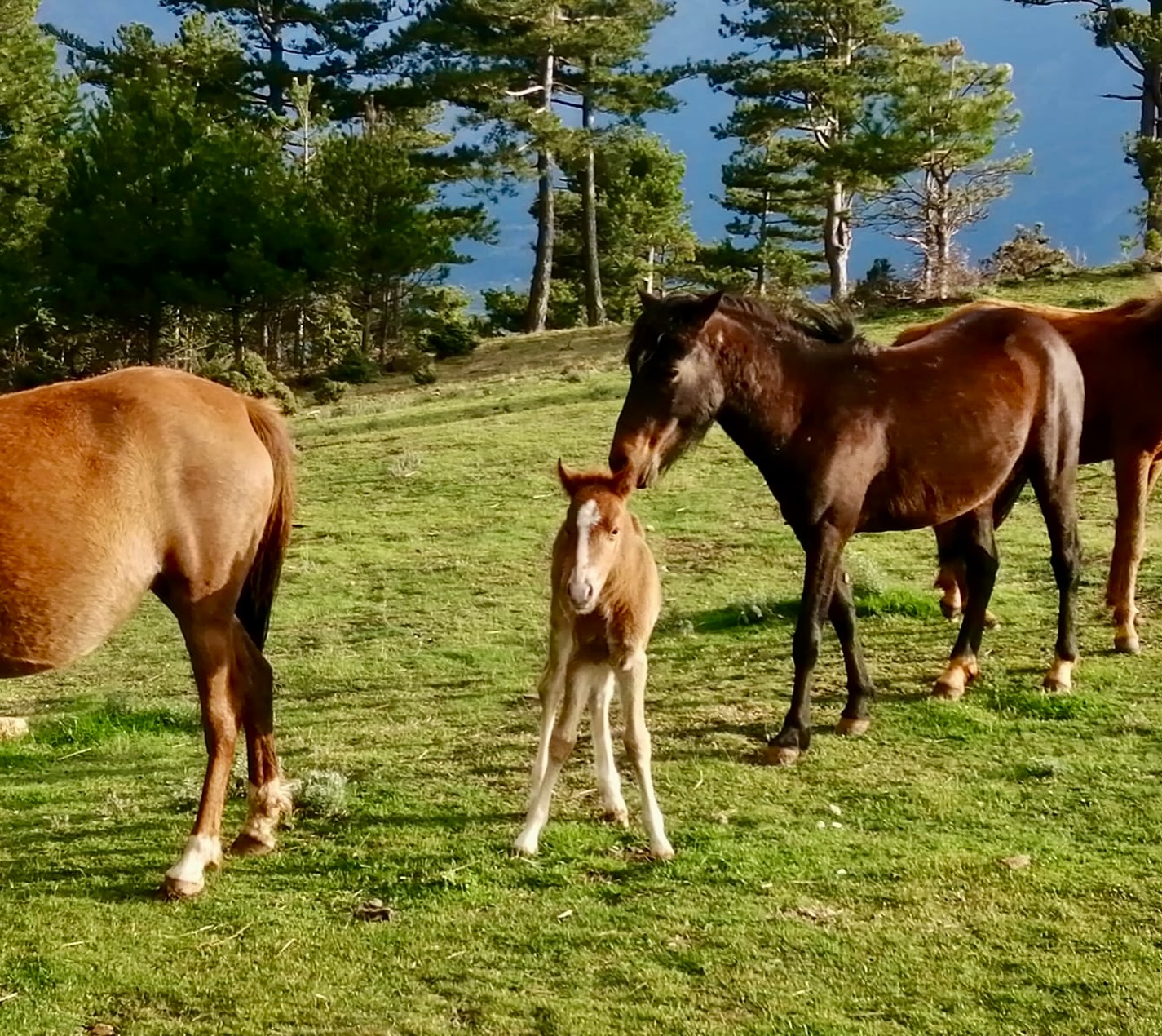 kamping-hotel-restorant-gramsh-15