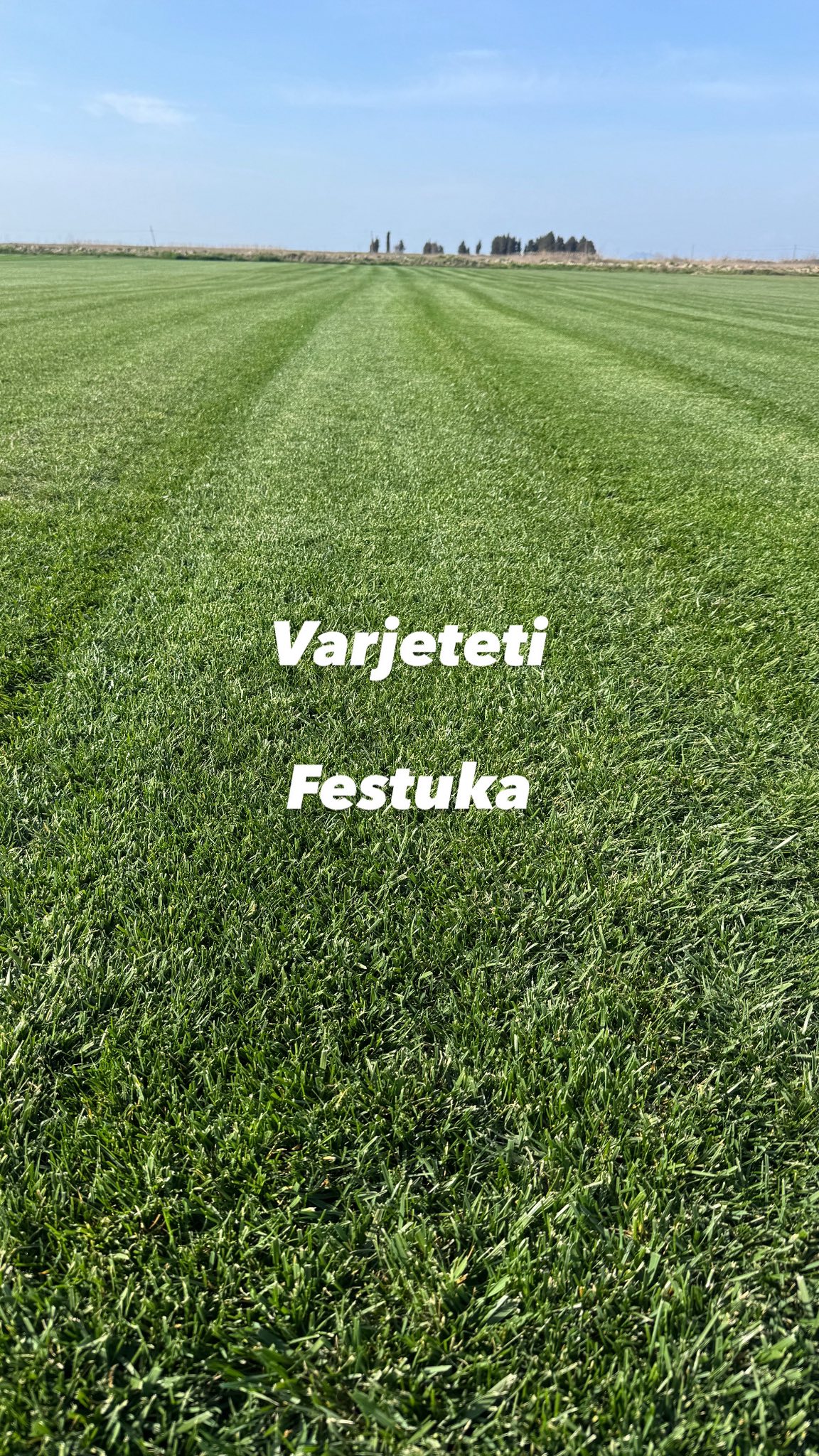 VELLEZERIT SHEHI - TAPETE BARI NATYRAL – foto 4